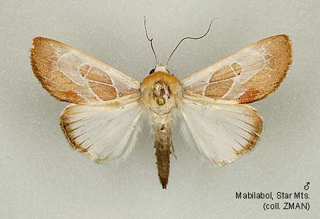 Papua Insects Foundation (Lepidoptera/Nolidae/Westermanniinae ...